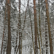 All Is White (Singlas)