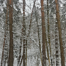 All Is White (Singlas)