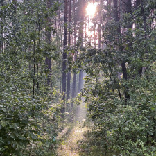 bičiulių daina (kanklės) (Singlas)