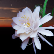 Queen of the Night