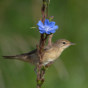THE HYMN OF THE MARSH WARBLER IN THE SUMMER (ACROCEPHALUS PALUSTRIS)