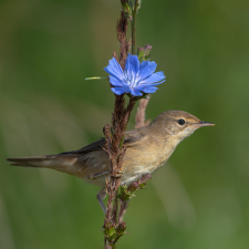 THE HYMN OF THE MARSH WARBLER IN THE SUMMER (ACROCEPHALUS PALUSTRIS)