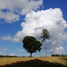 Lietus ir Žolė