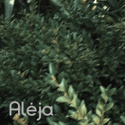 ALĖJA (Singlas)