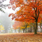 Rudens Voratinkliai (Singlas)