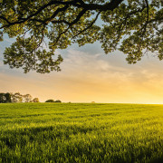 Meadow (Singlas)