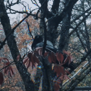 Sukasi galva (Singlas)