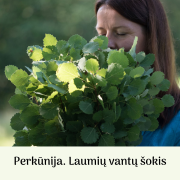 LAUMIŲ VANTŲ ŠOKIS (Singlas)