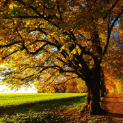 WIND BLOWING LEAVES IN THE FOREST