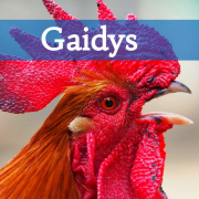 ALBERTINO šiko pievoje gaidys (Singlas)