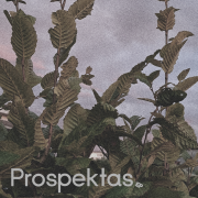 ŠALIGATVIŲ EP